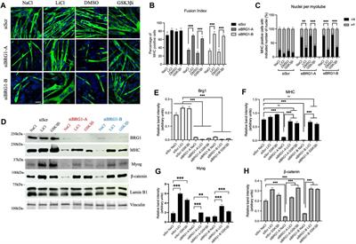Regulation of the Wnt signaling pathway during myogenesis by the mammalian SWI/SNF ATPase BRG1
